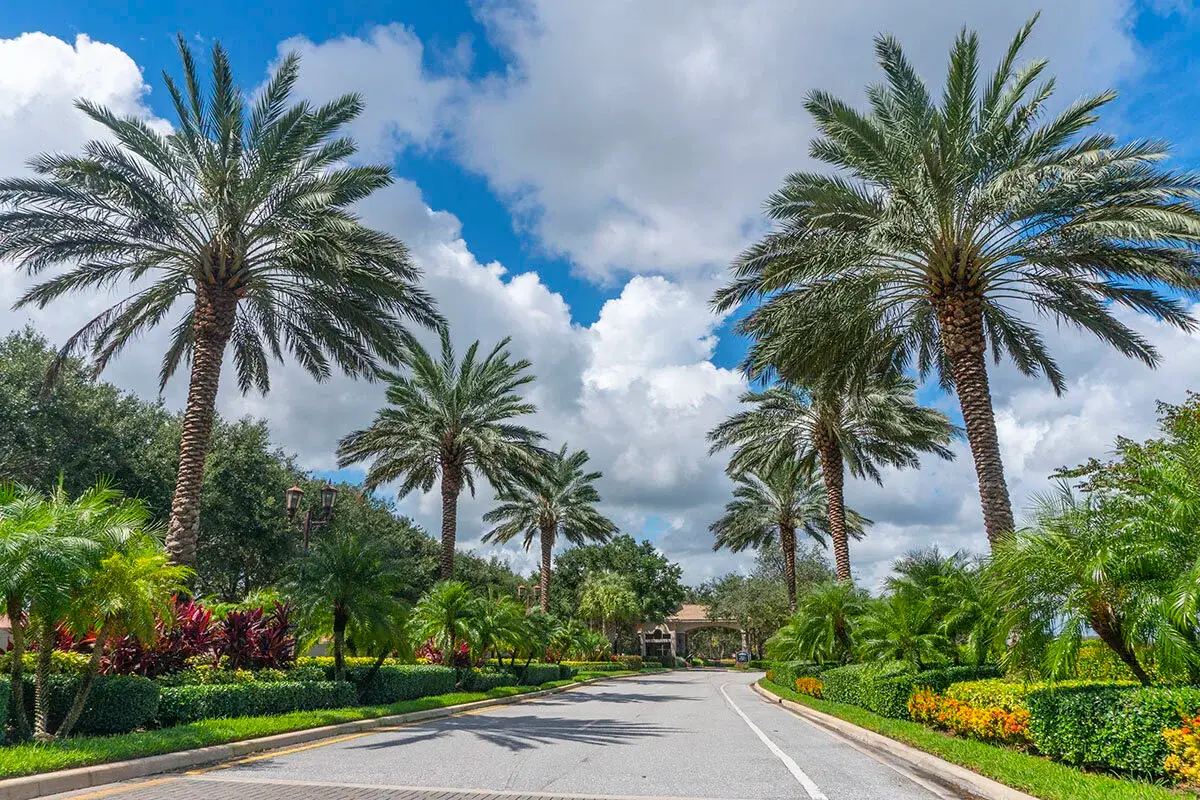Grand entrance framed by mature Groundworks palms