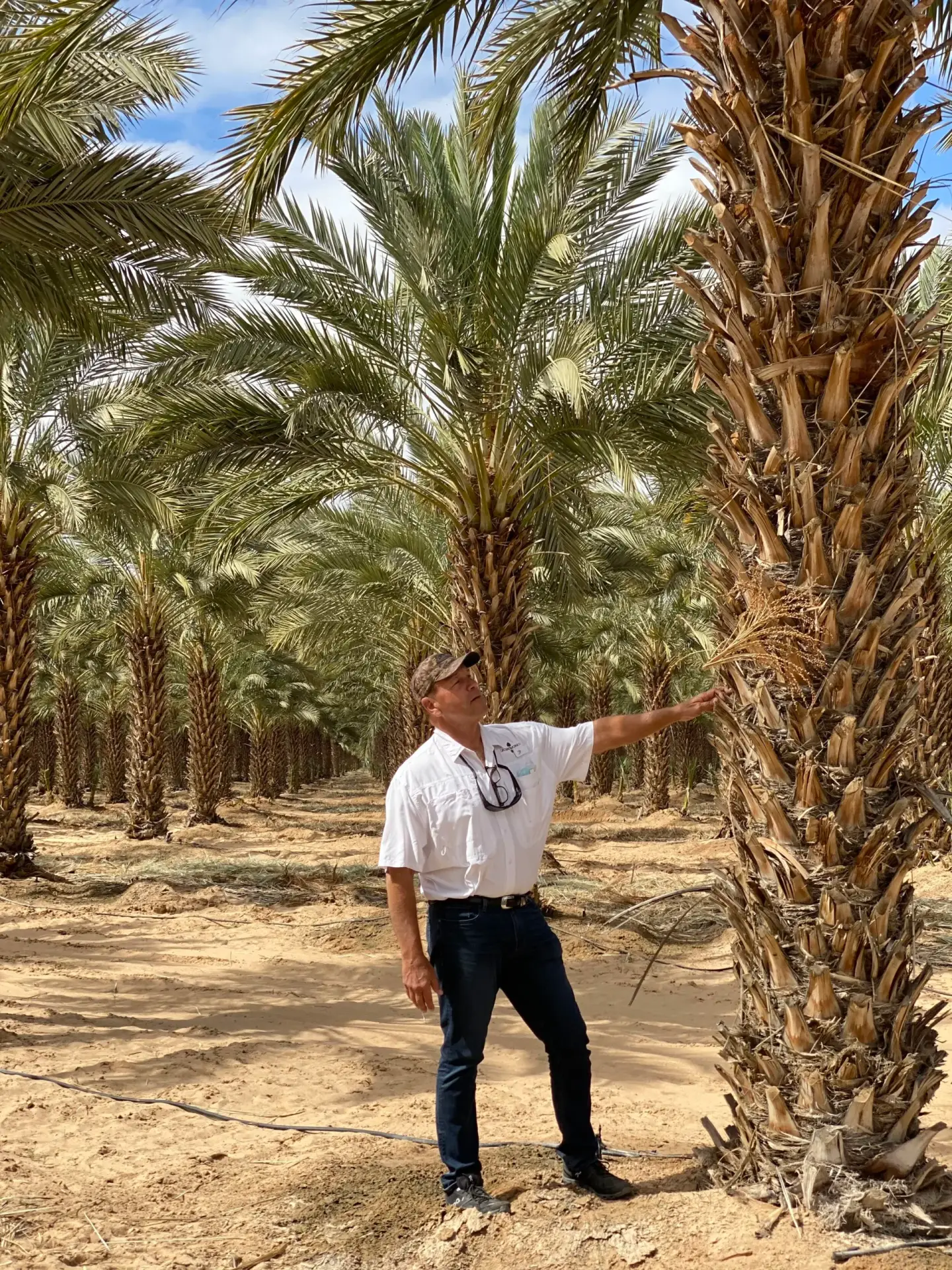 George Nottingham inspecting mature date palms in the field