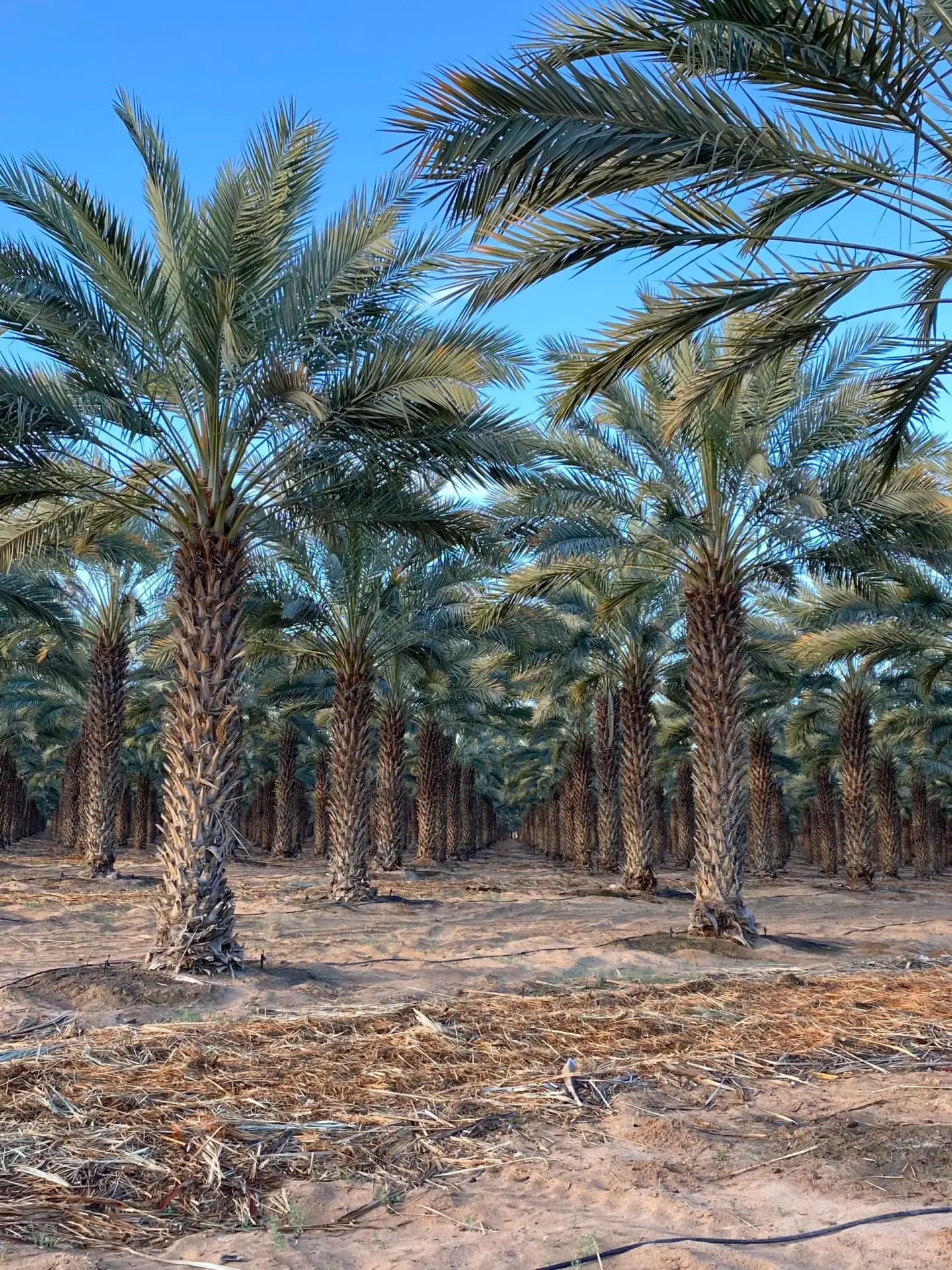 Mature specimen Medjool date palms in a Groundworks grove