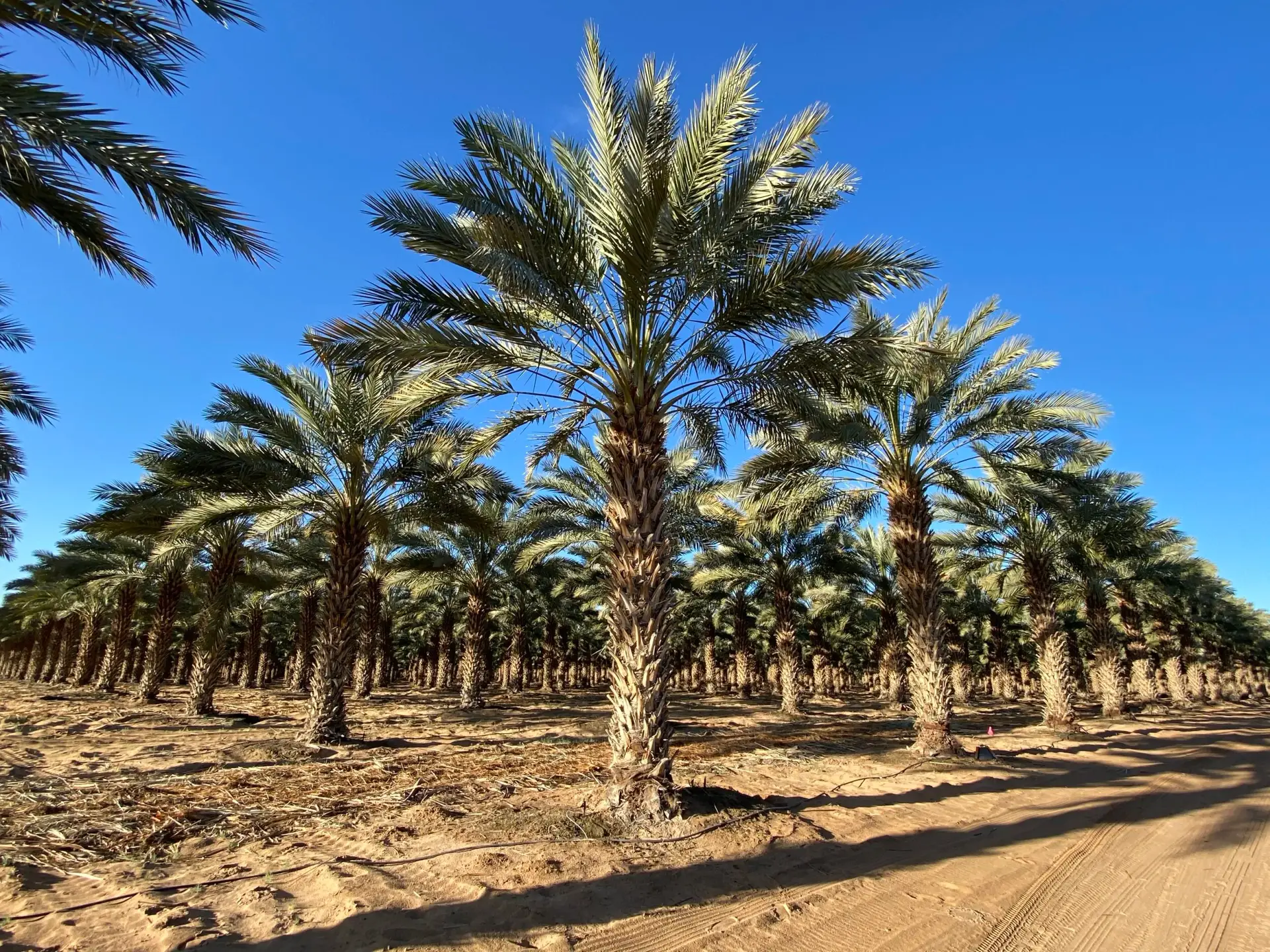 Mature Groundworks Medjool specimen palm