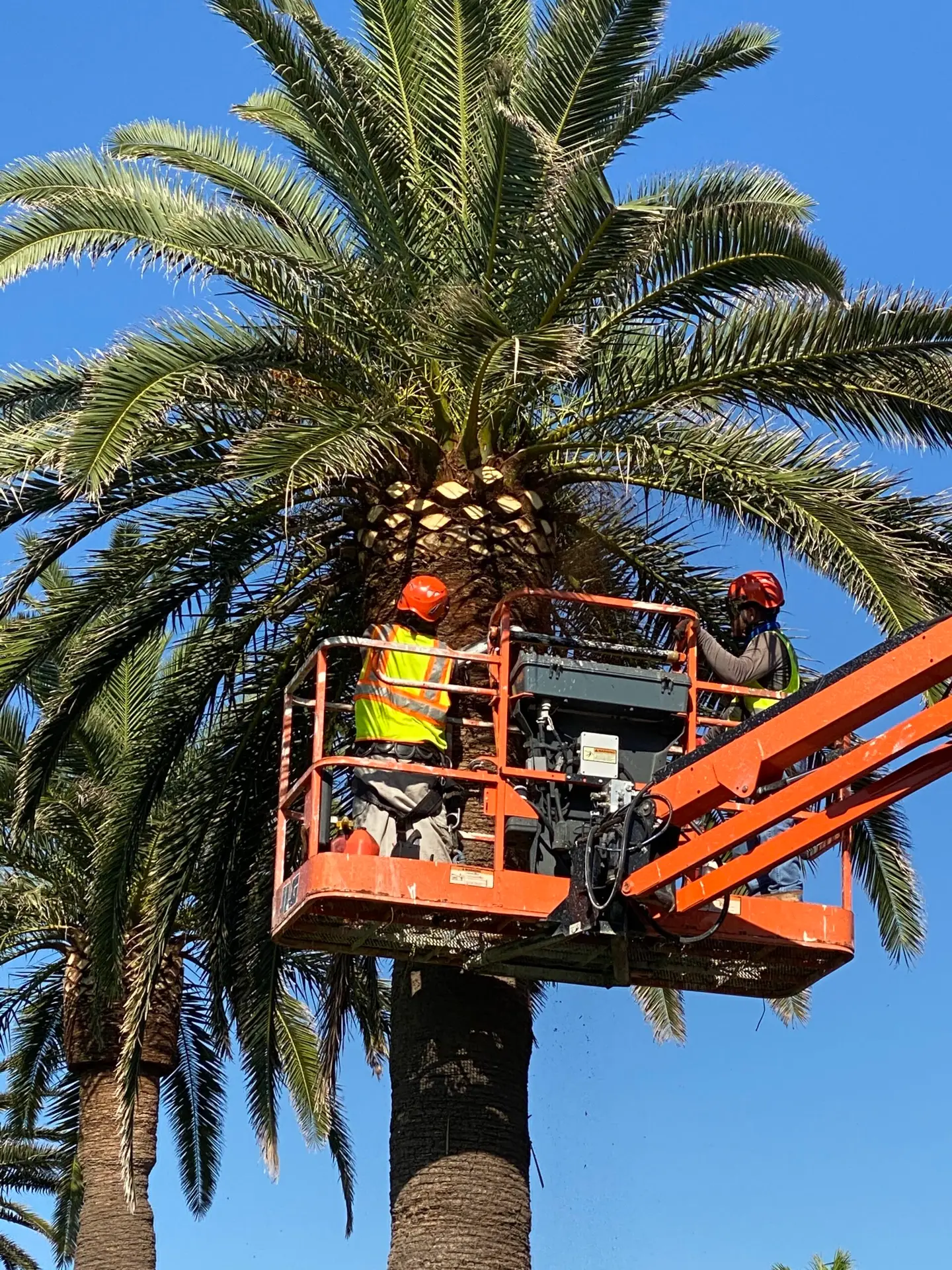 Crew members working from a lift beside a mature palm canopy