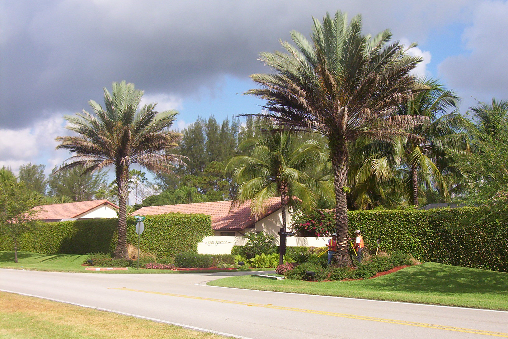 Palm showing decline symptoms before professional analysis