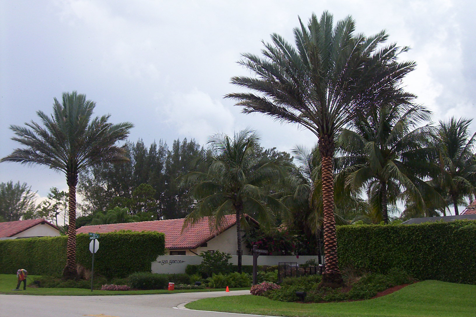 Date palm after MagicTouch rejuvenation with improved lower-frond presentation