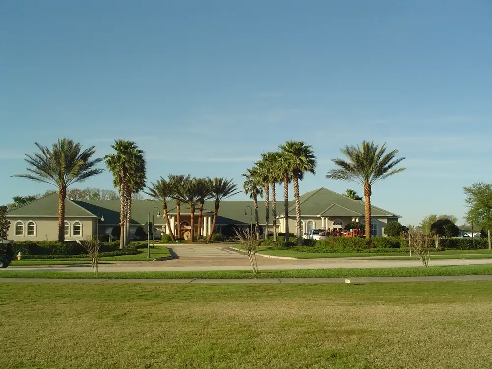 Mature date palm after MagicTouch rejuvenation