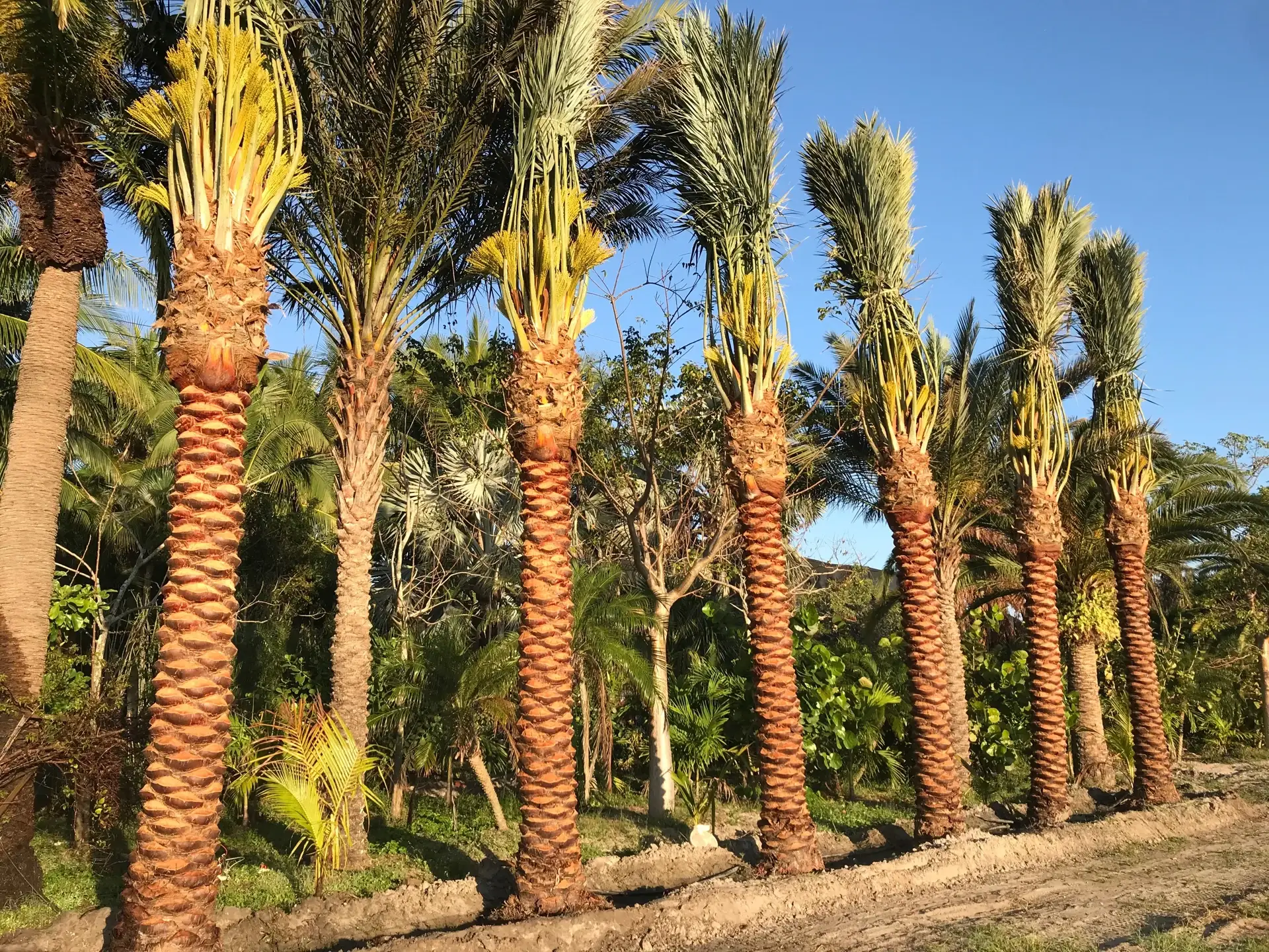 A row of date palms with prepared crowns in the Groundworks field.