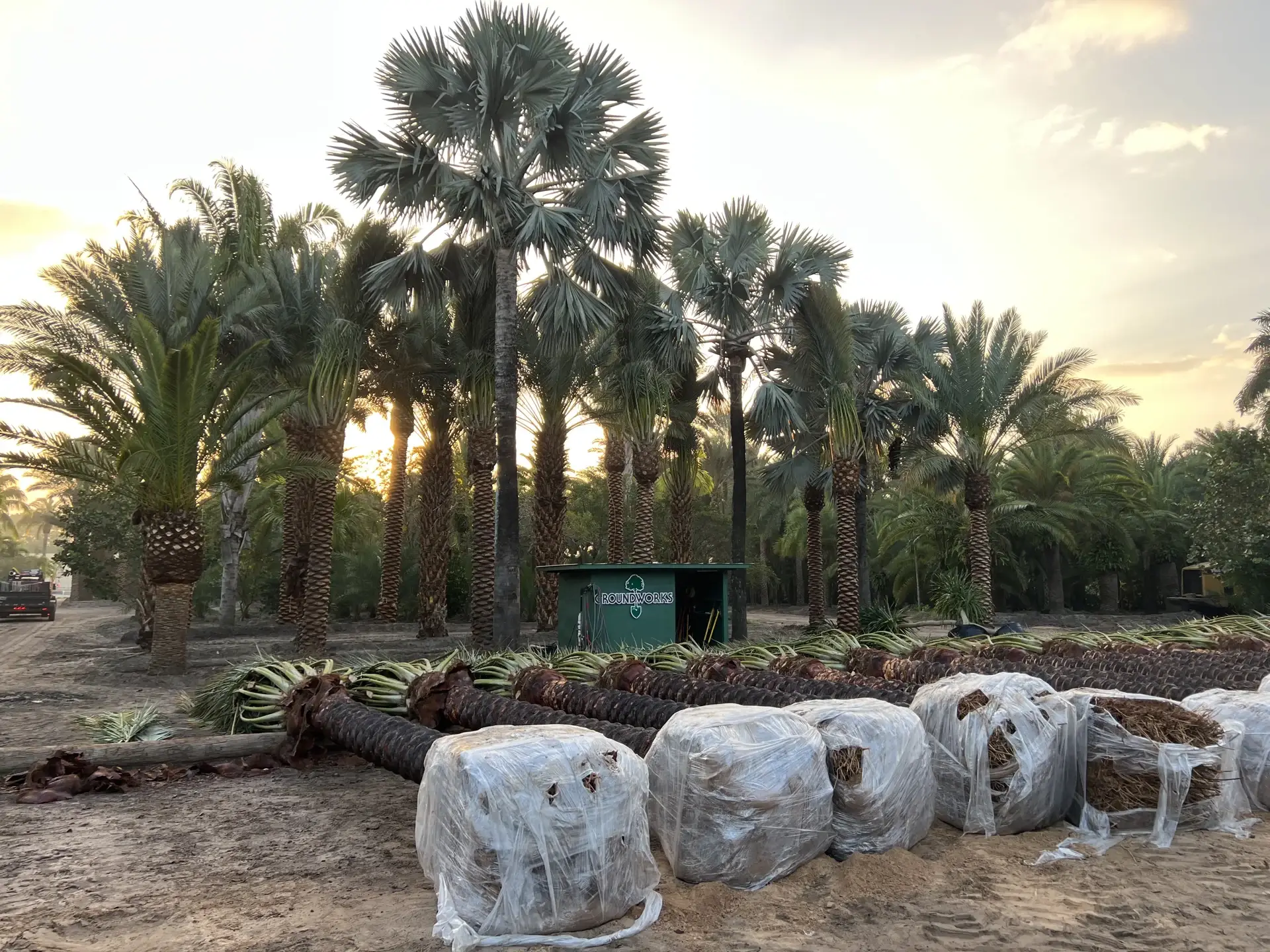 Specimen palms with wrapped root balls staged in the Groundworks field.